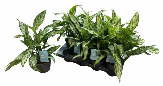Aglaonema 'Silver Queen Compact' - Aglaonema