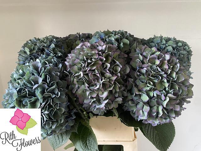 Hydrangea Pimpernel Classic 80cm 23Ø