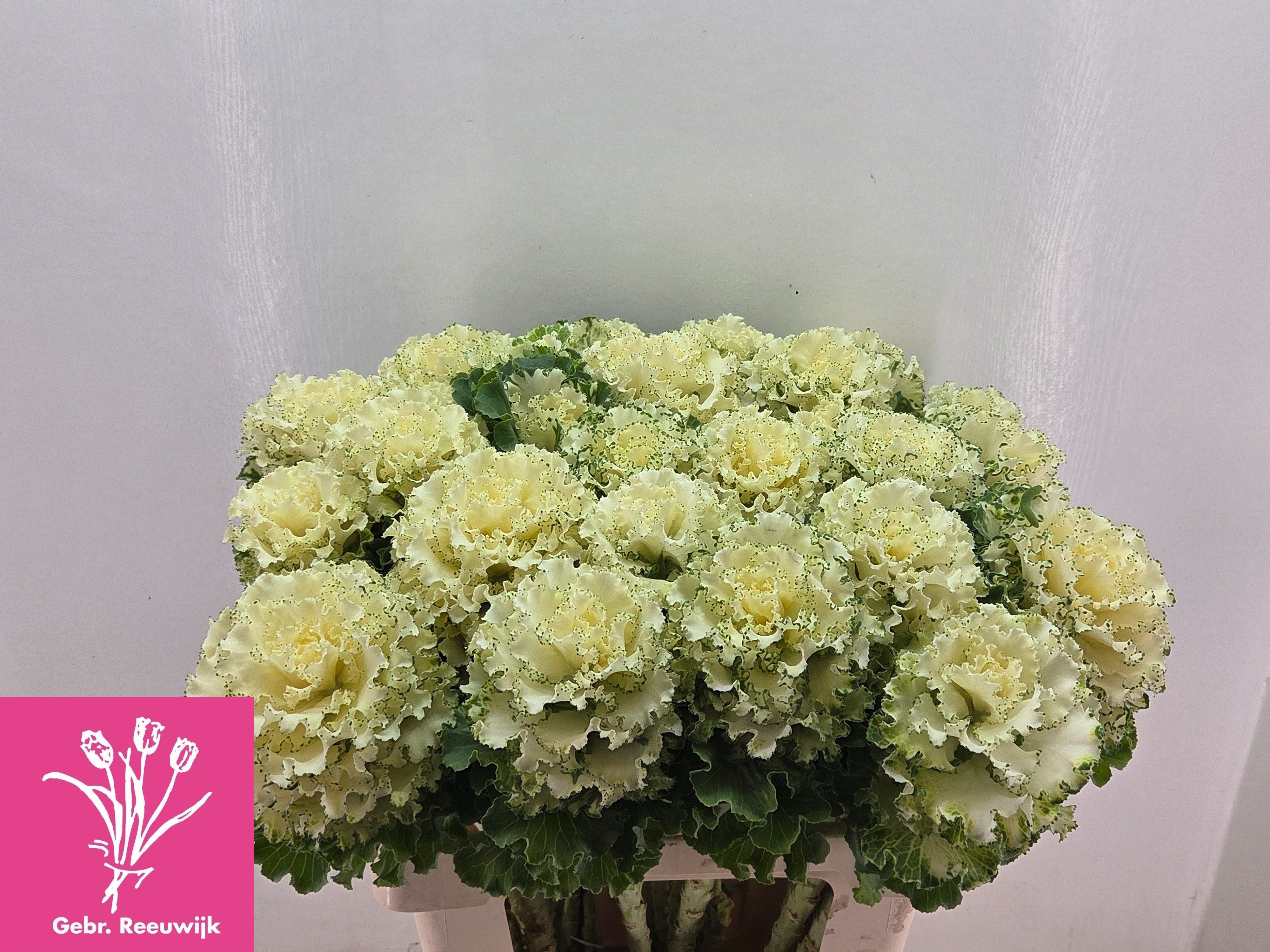 Brassica Crane Ruffle White 60cm