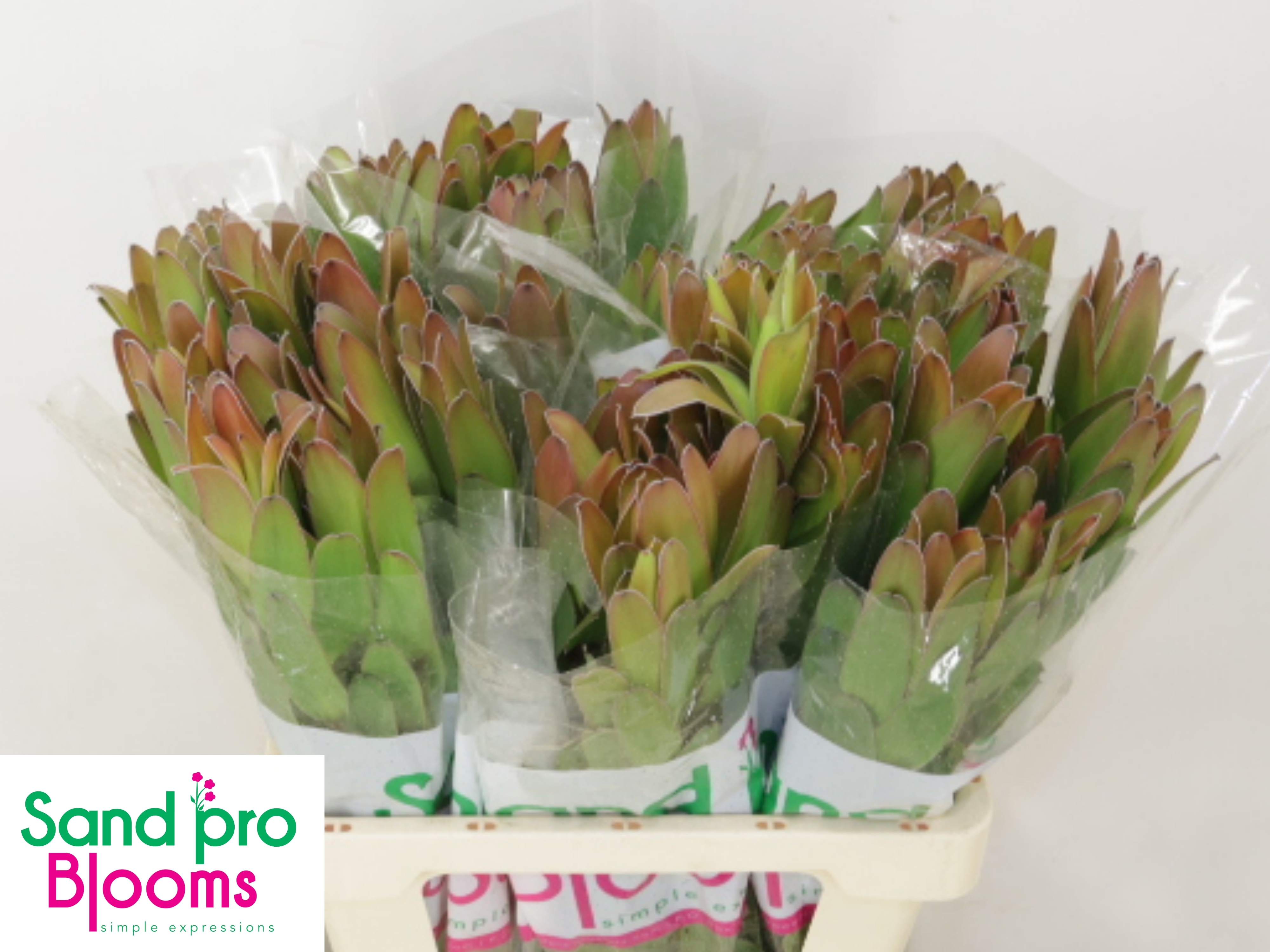 Leucadendron Goldstrike 60cm