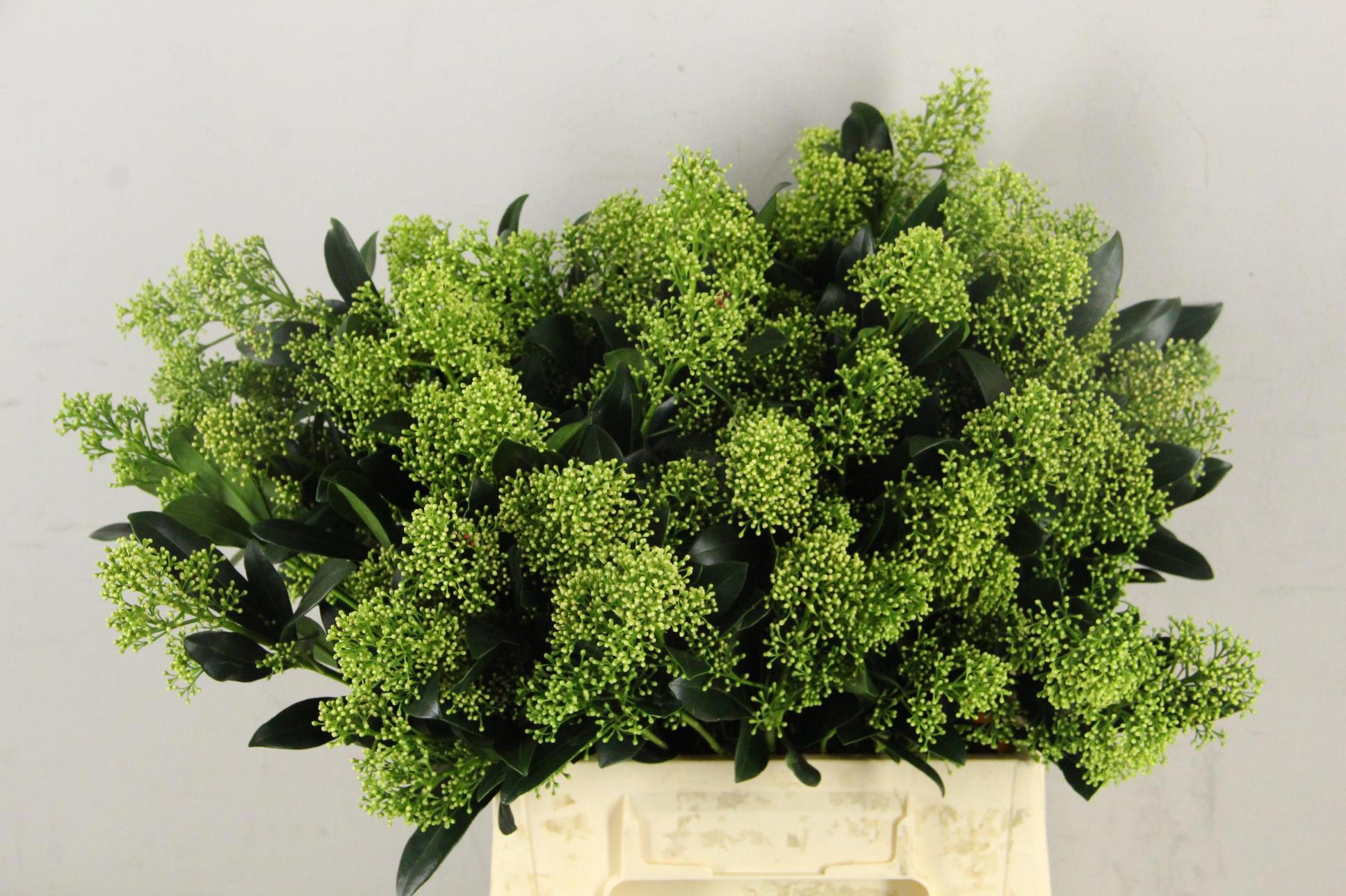 Skimmia 45cm