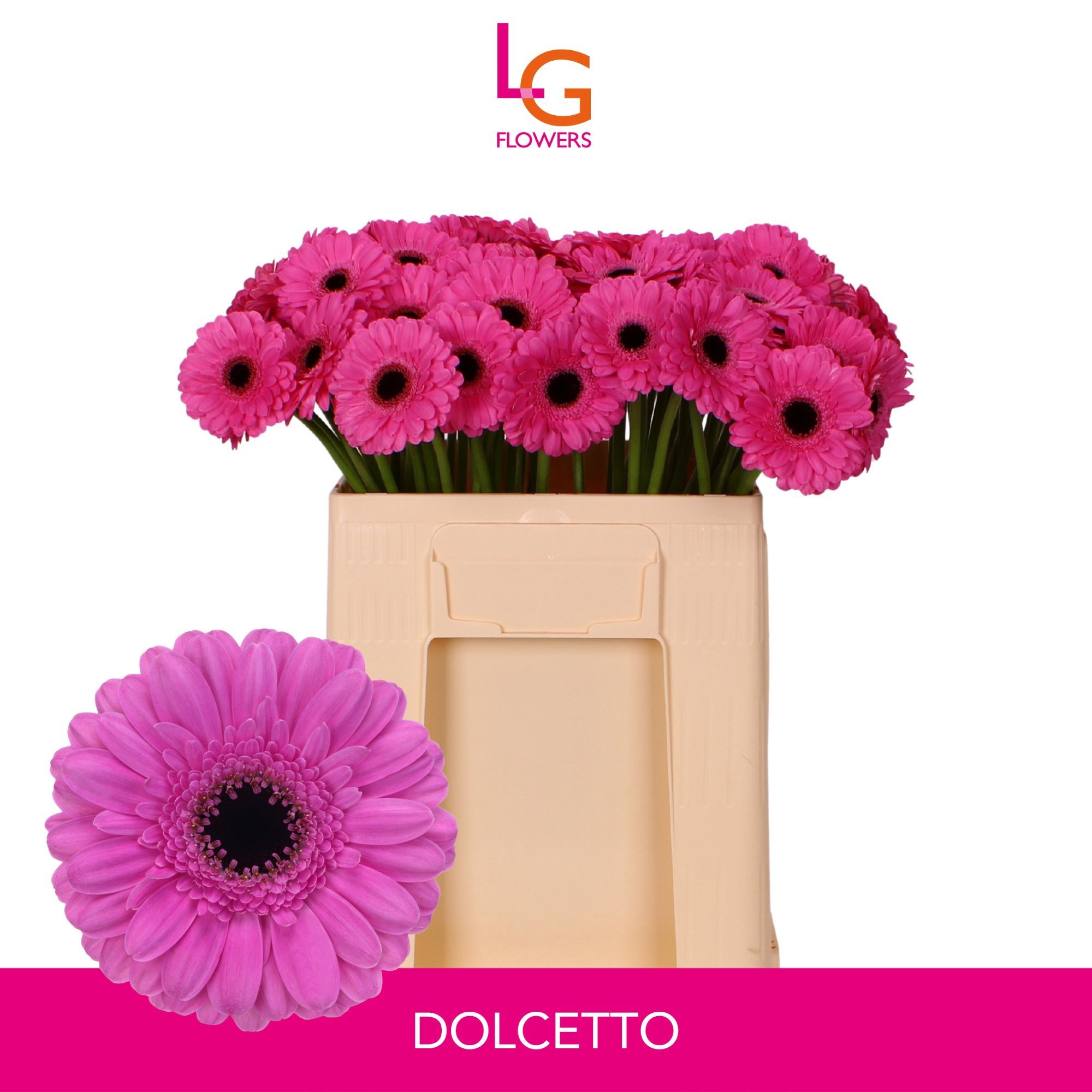Ge Mi Dolcetto