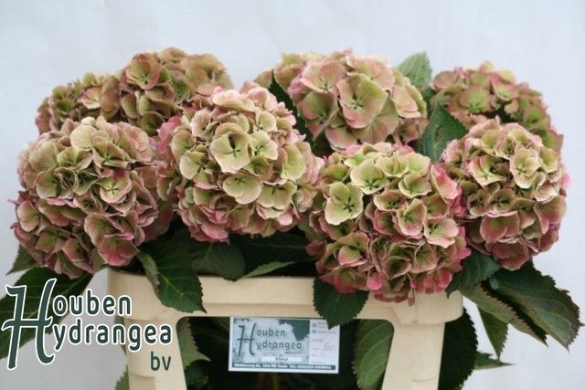 Hydrangea Elbtal Classic Pink 80cm 19Ø