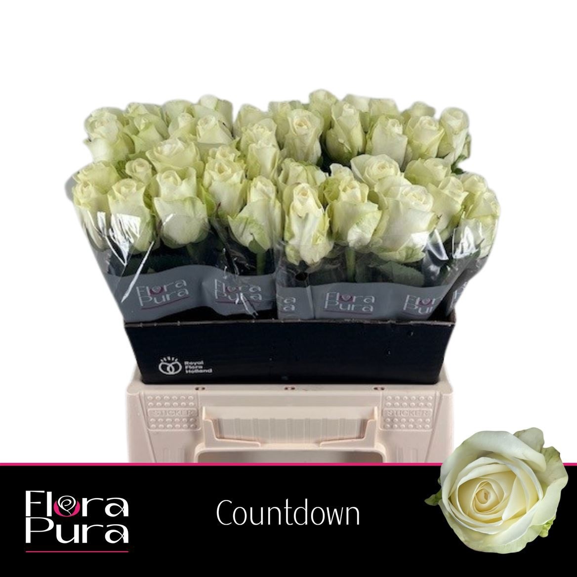 R Gr Countdown!
