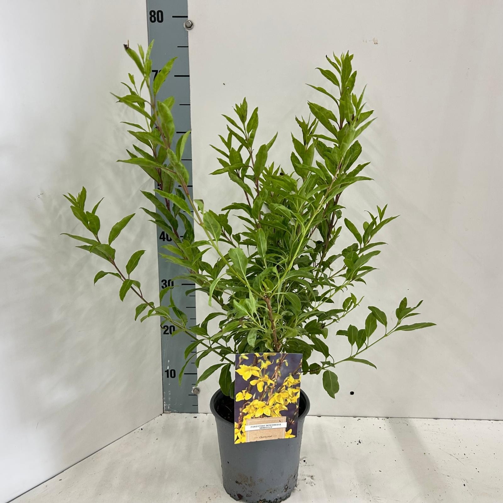 Picture of Forsythia intermedia 'Minigold'