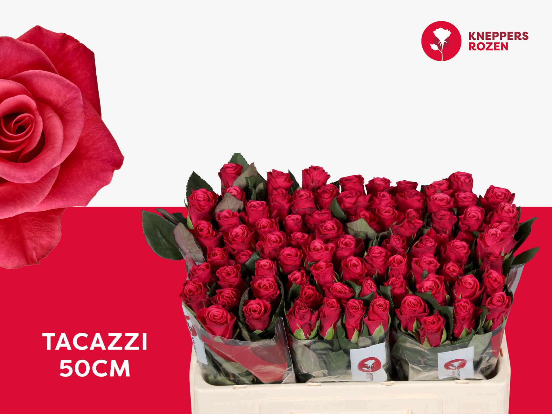 R Gr Tacazzi+