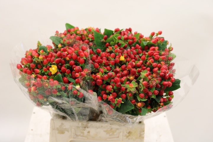 Hypericum Triumph 40cm