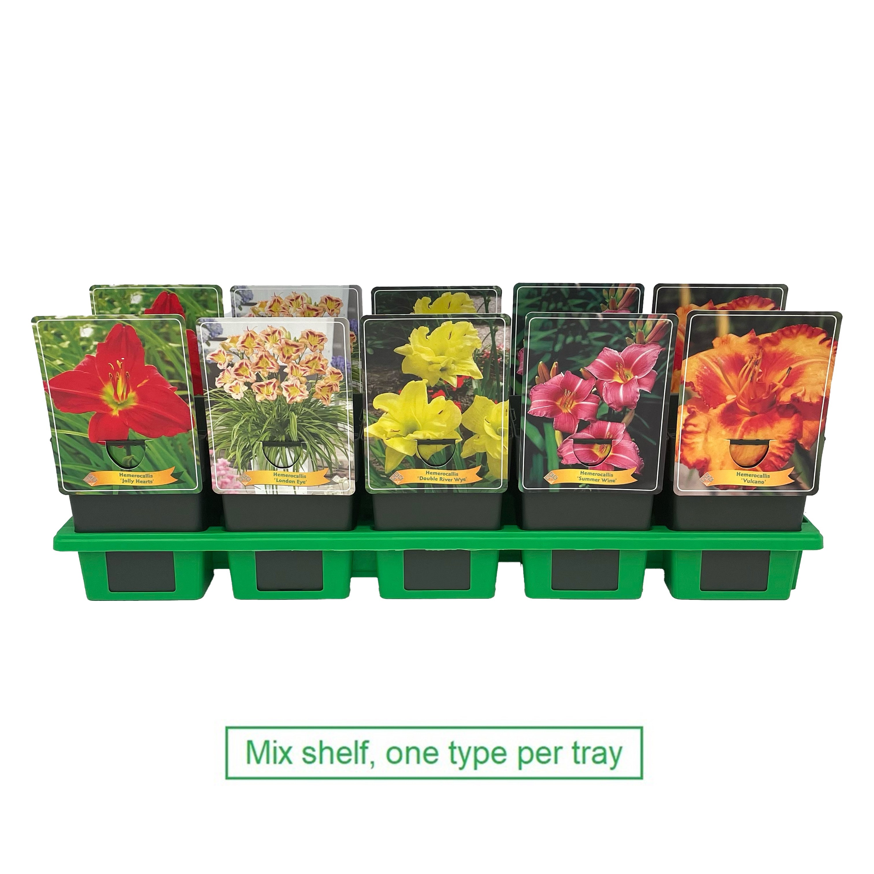 Picture of Hemerocallis Mix 6x10 srt. per shelve P11