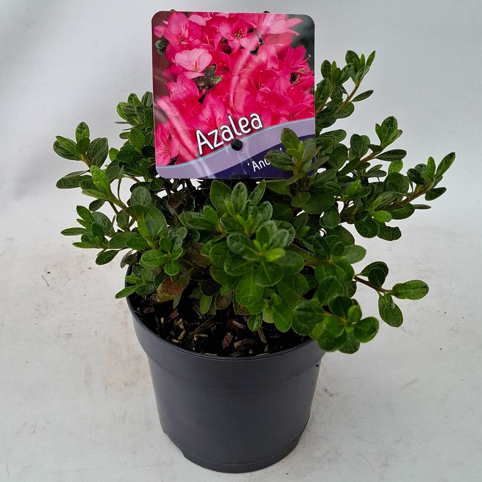 Picture of Rhododendron (AJ) 'Anouk'