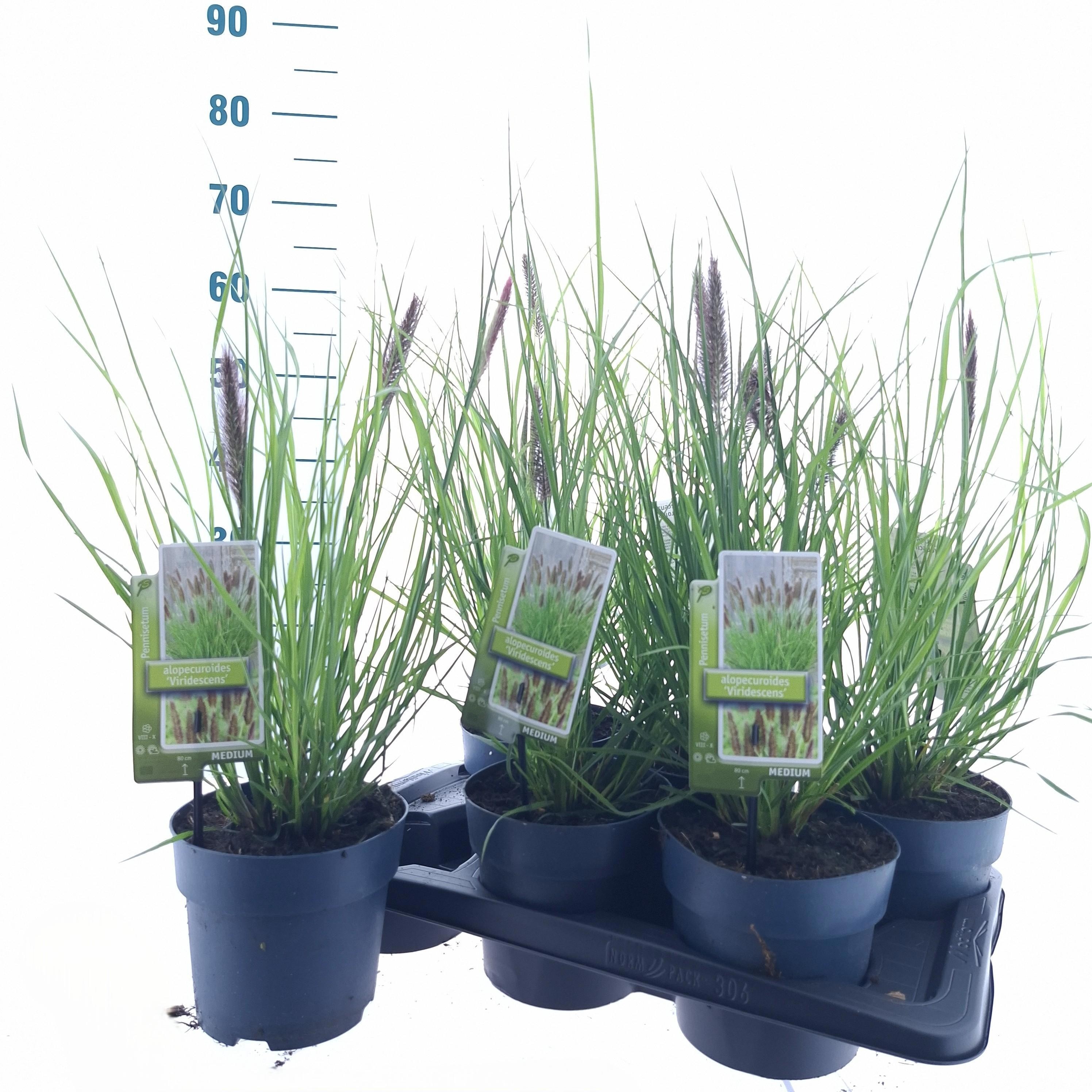 Pennisetum alopecuroides 'Viridescens'
