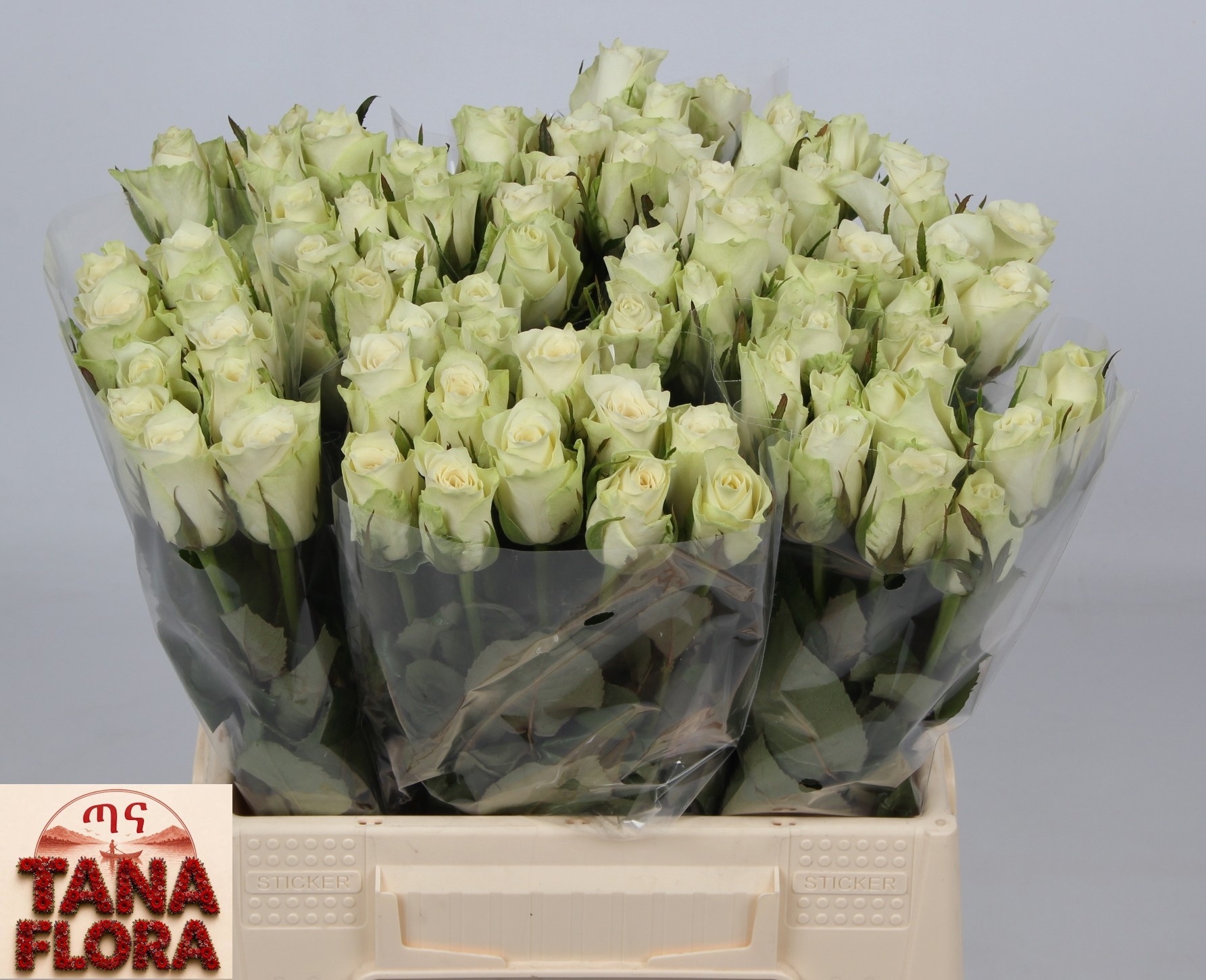 R Gr Athena