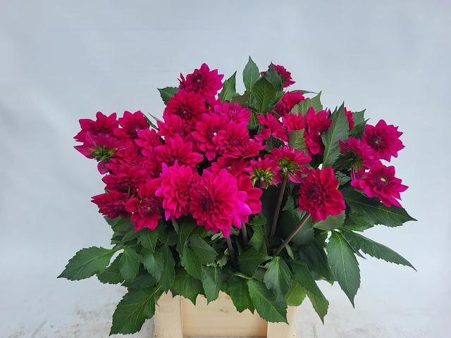 Dahl Moulin Violet