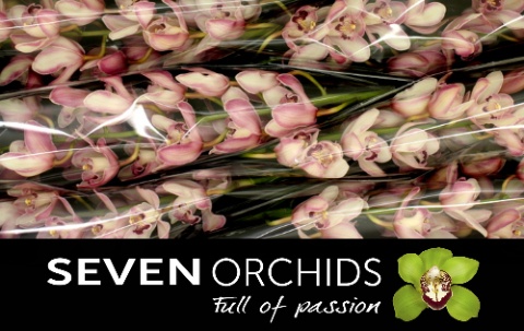 Cymbidium Jill 12/15bl