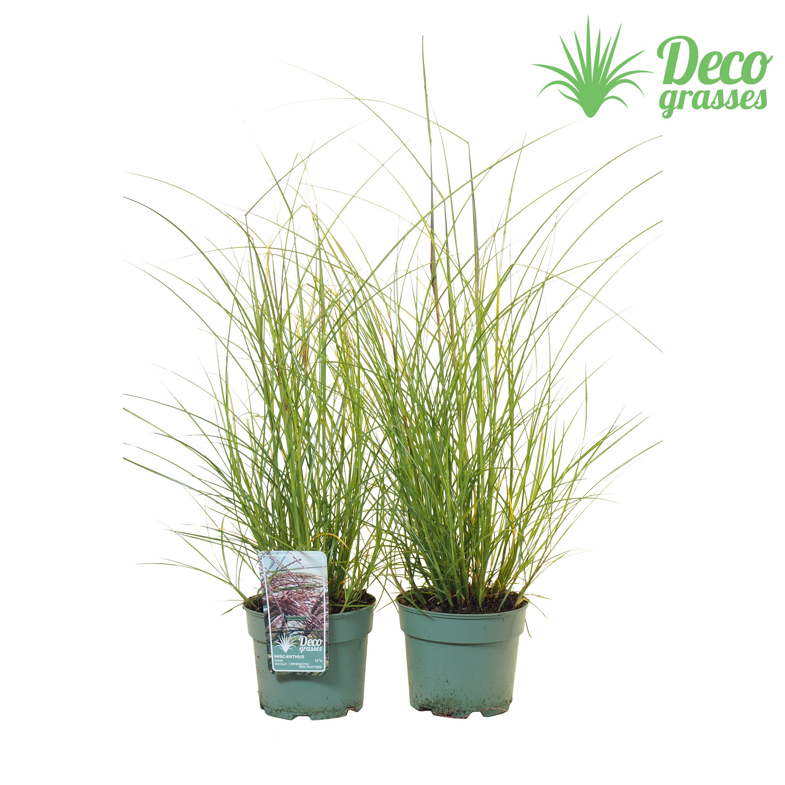 Picture of Miscanthus sinensis Red Cloud® ( PEAT FREE ) P19 (3 Ltr) (LOOSE)