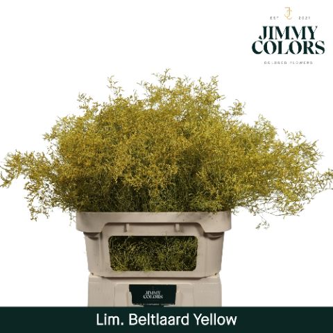 Lim Bel L90 Yellow
