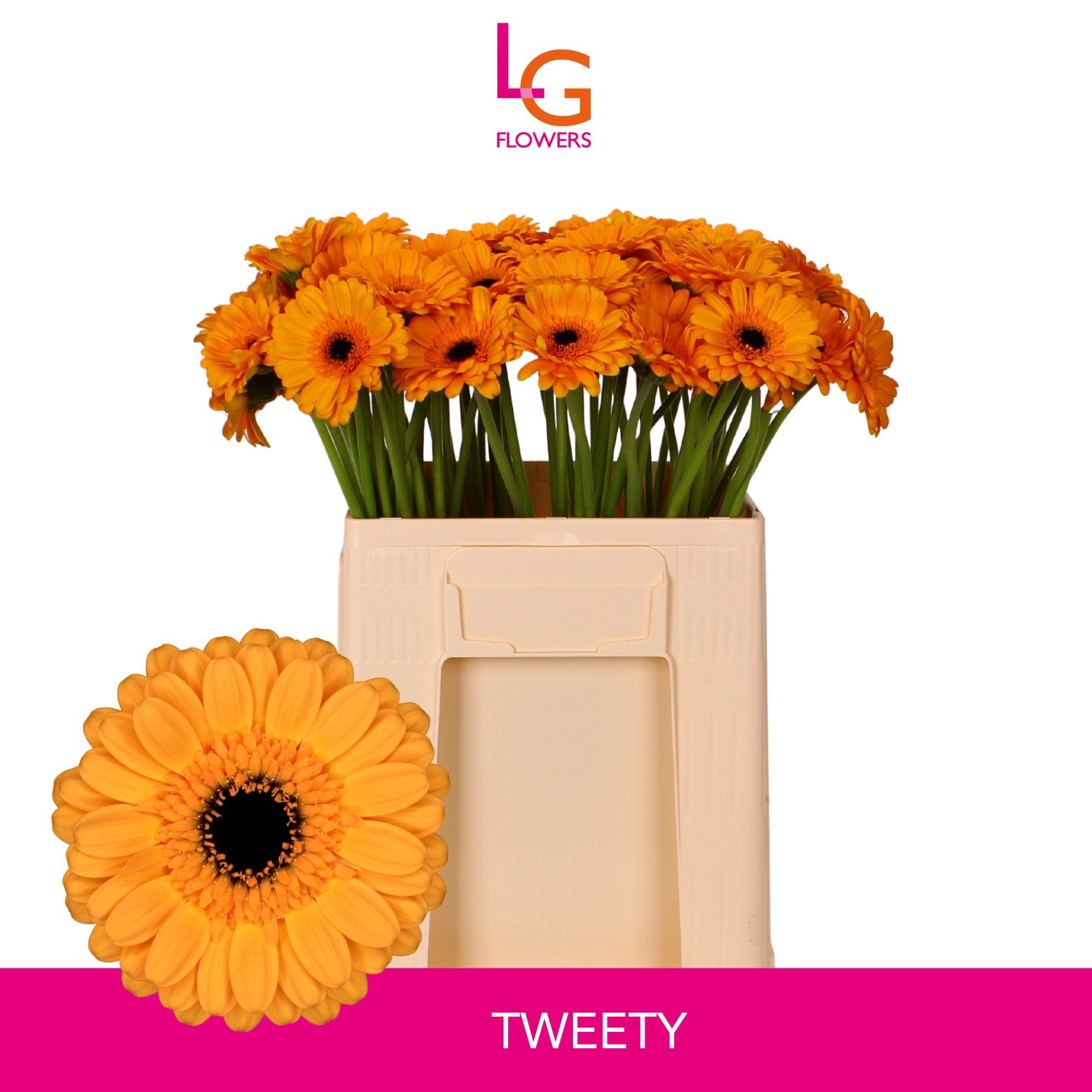 Gerbera Mini Tweety