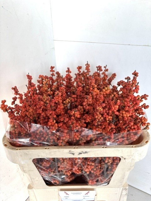 Ilex Winter Gold 70cm