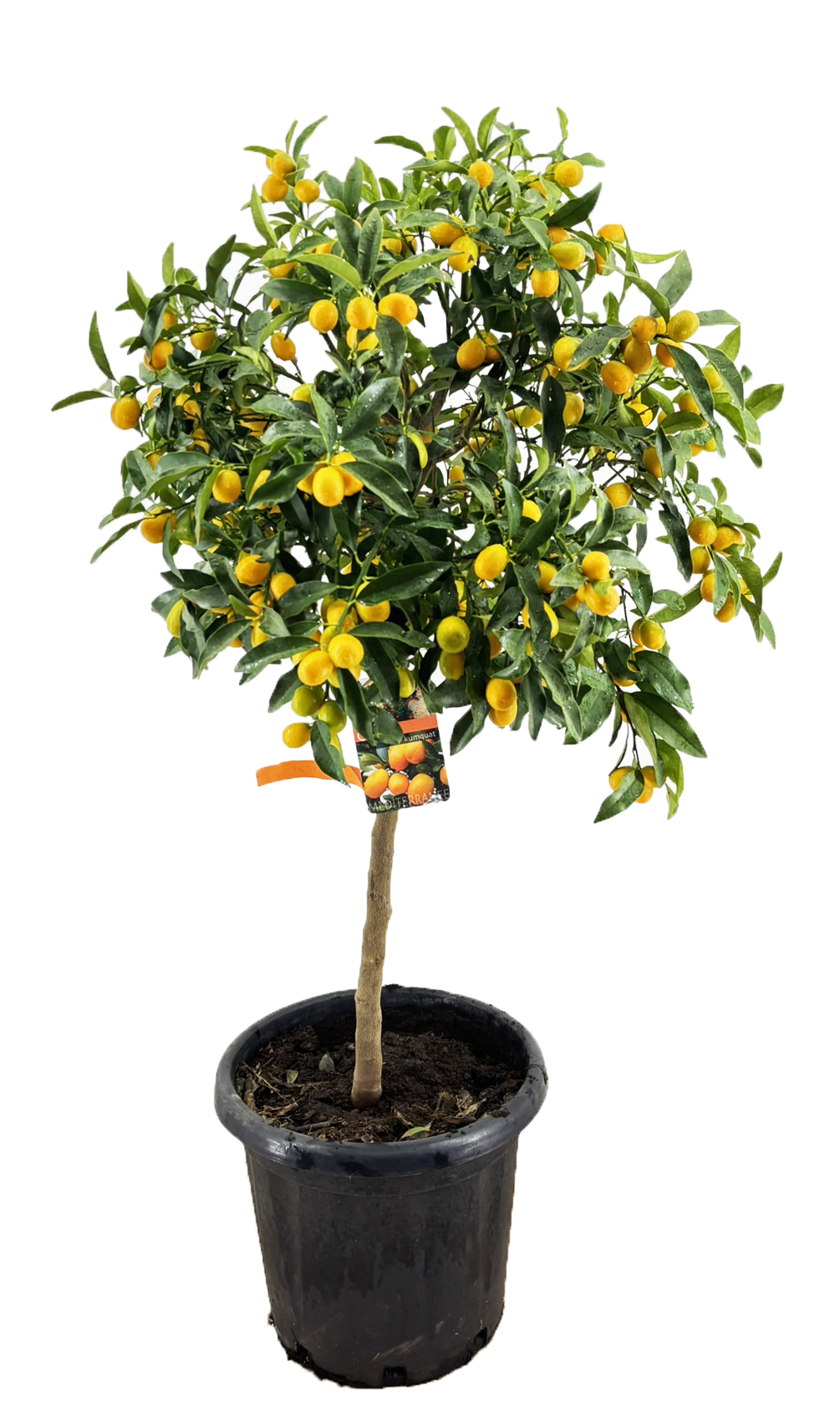 Picture of Citrus kumquat P40-(25-LTR) 140CM (LOOSE)