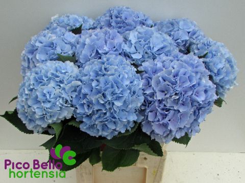 Hydr M Verena Bl