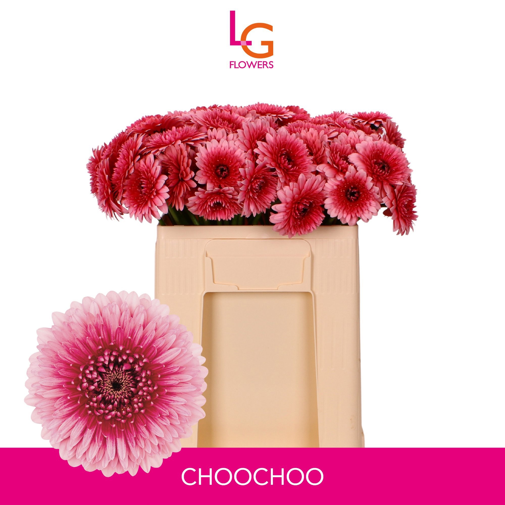 Gerbera Mini Bol Choo Choo
