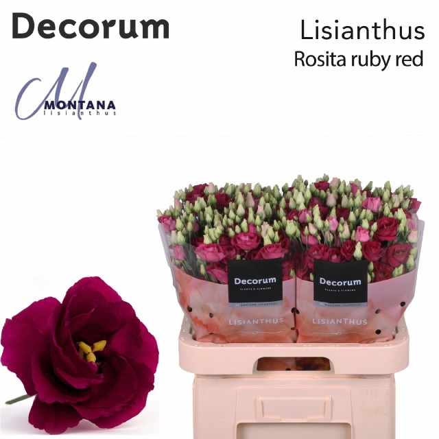 Eust G Rosita Red