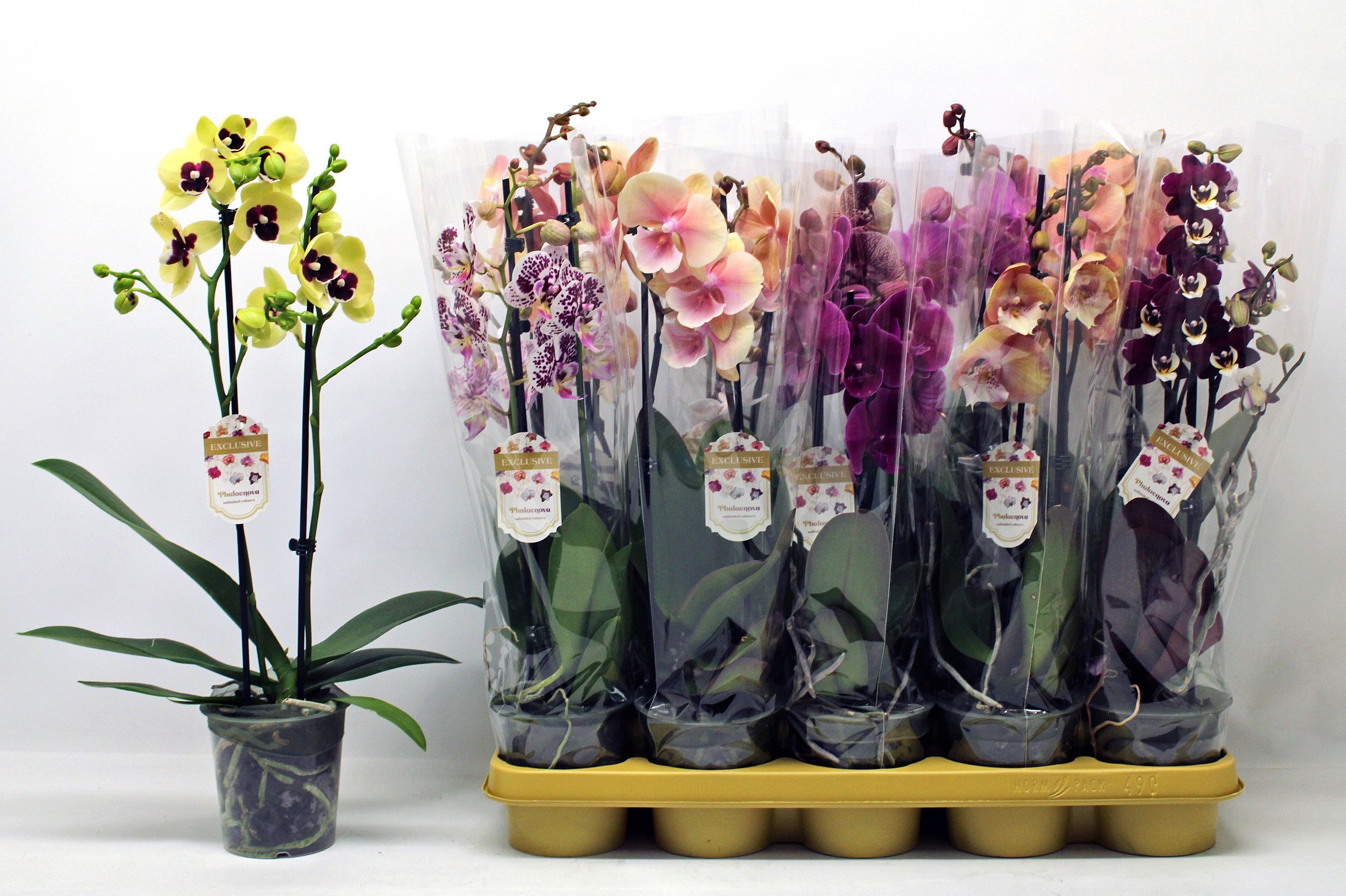 Phalaenopsis Asst 12Ø 50cm