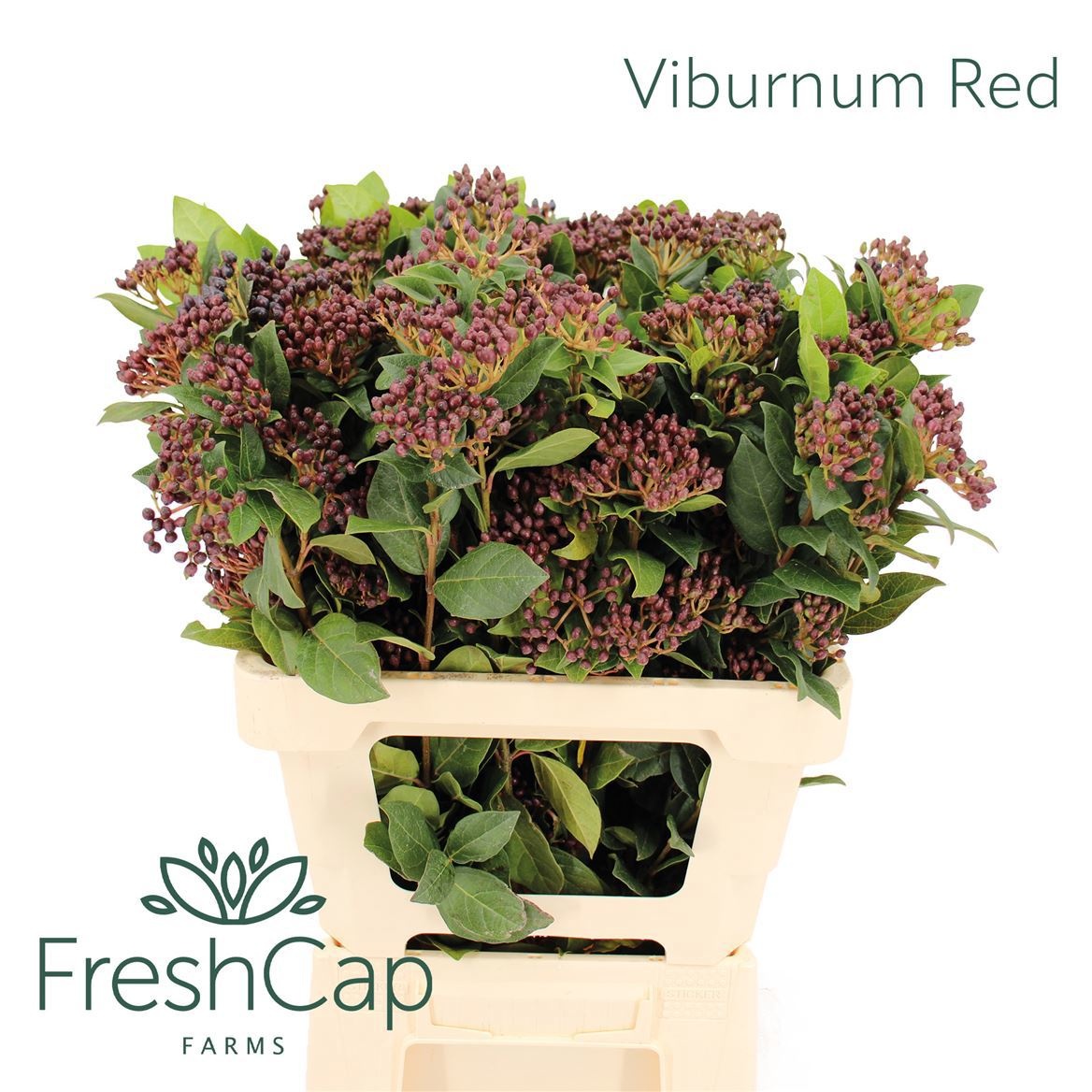 Viburnum Met Bes 60cm
