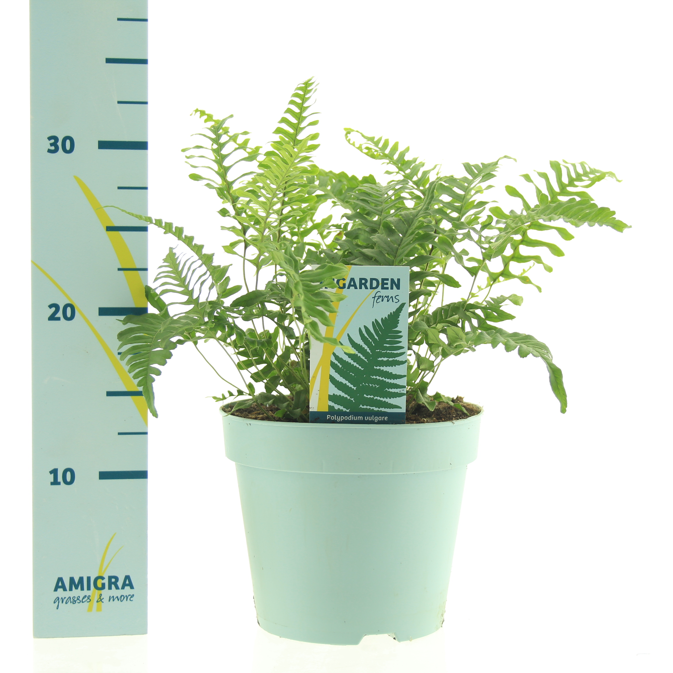 Picture of Polypodium vulgare P17 (2 Ltr)