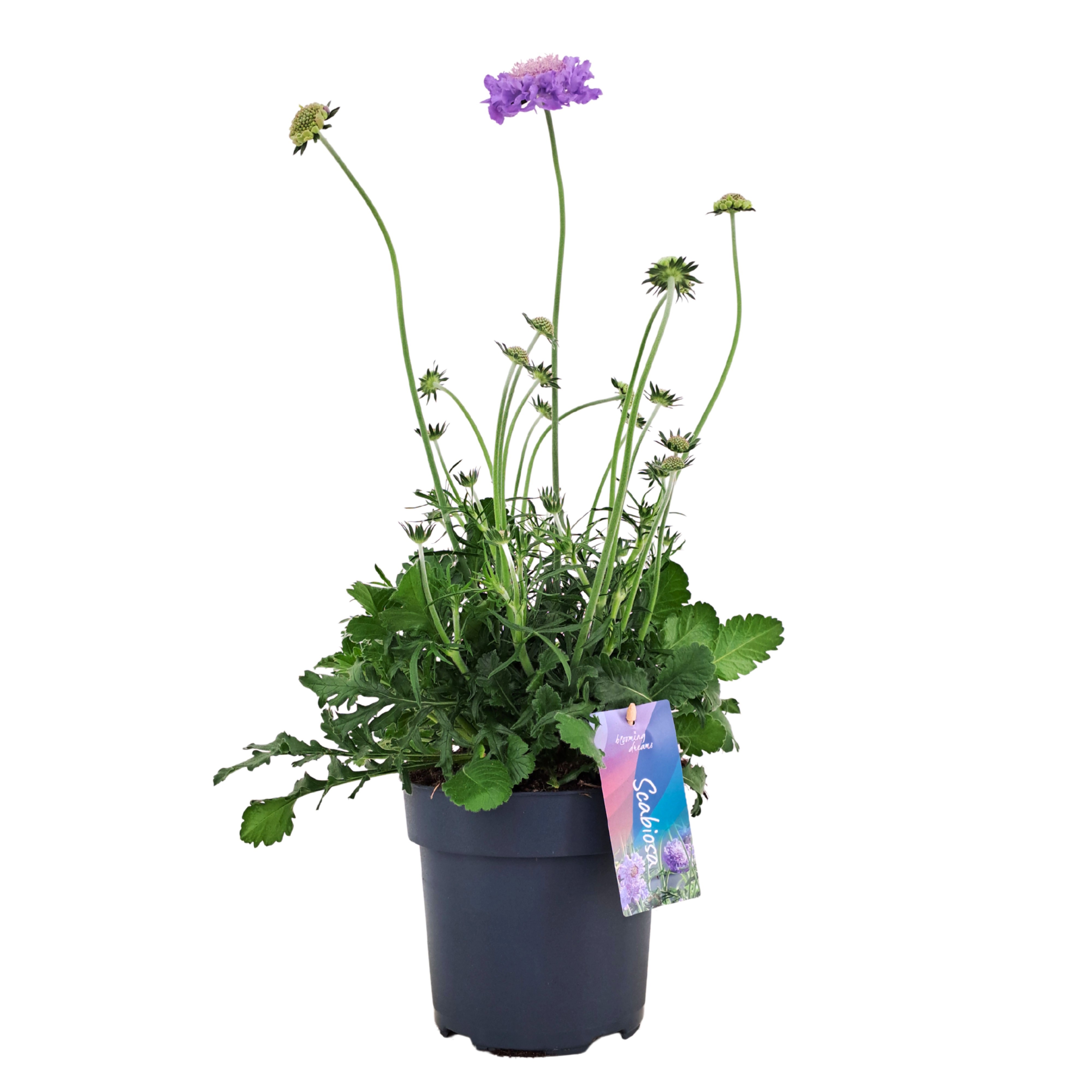 Scabiosa columbaria 'Mariposa Blue' nl