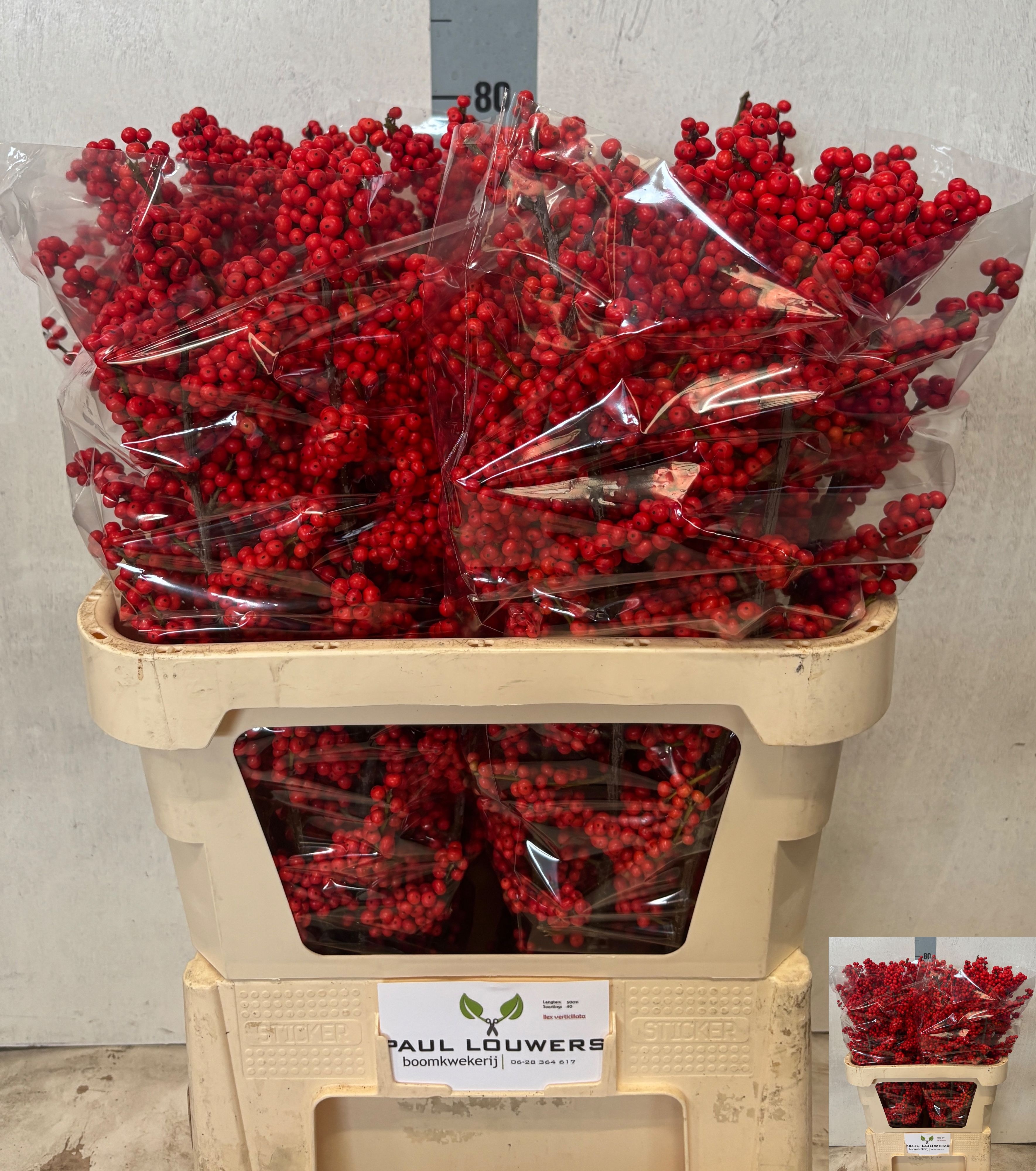Ilex Verticlilata 80cm