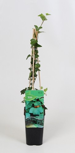 Picture of Hedera mix