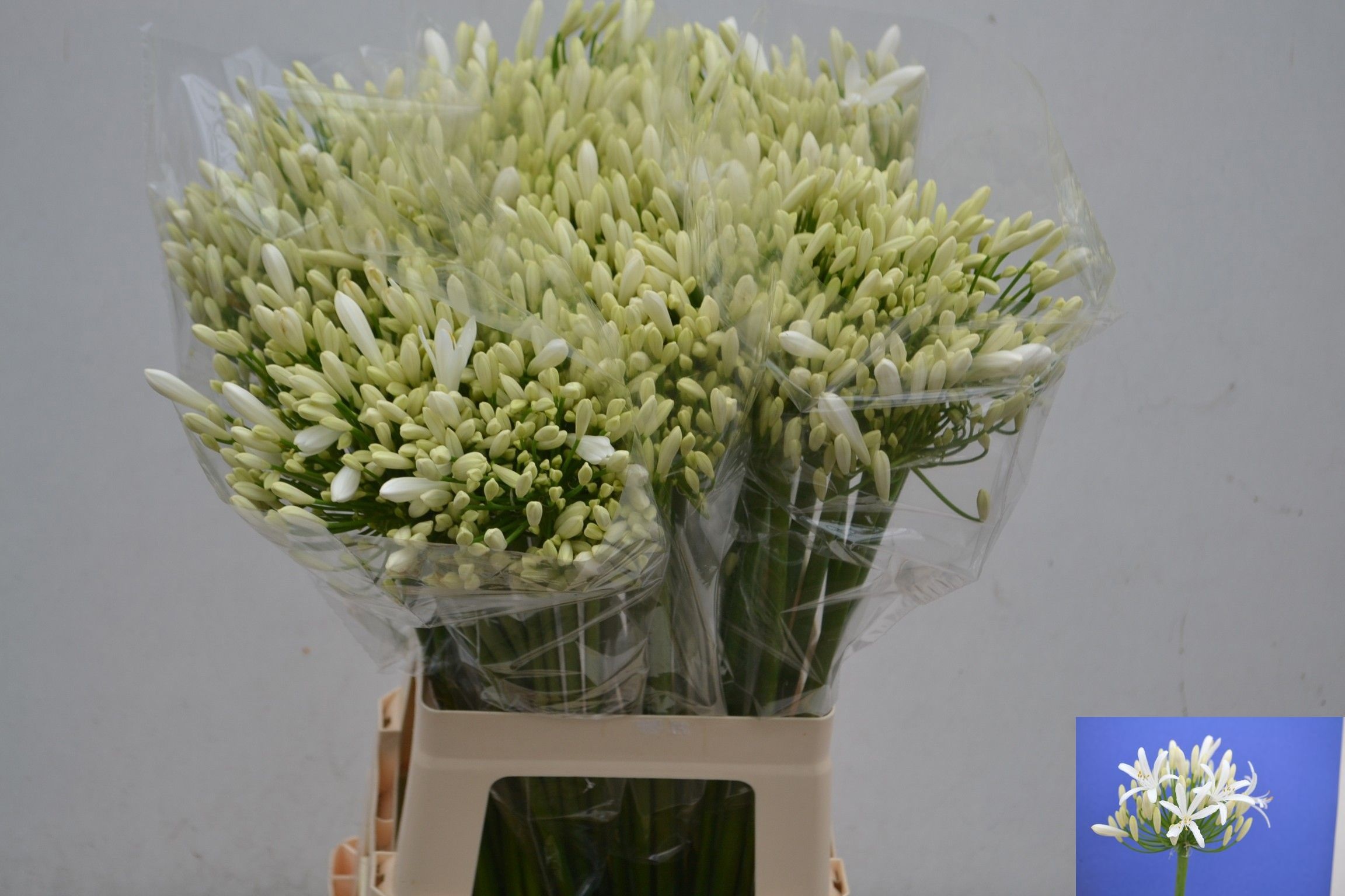 Agapanthus Bianca Perla 70cm
