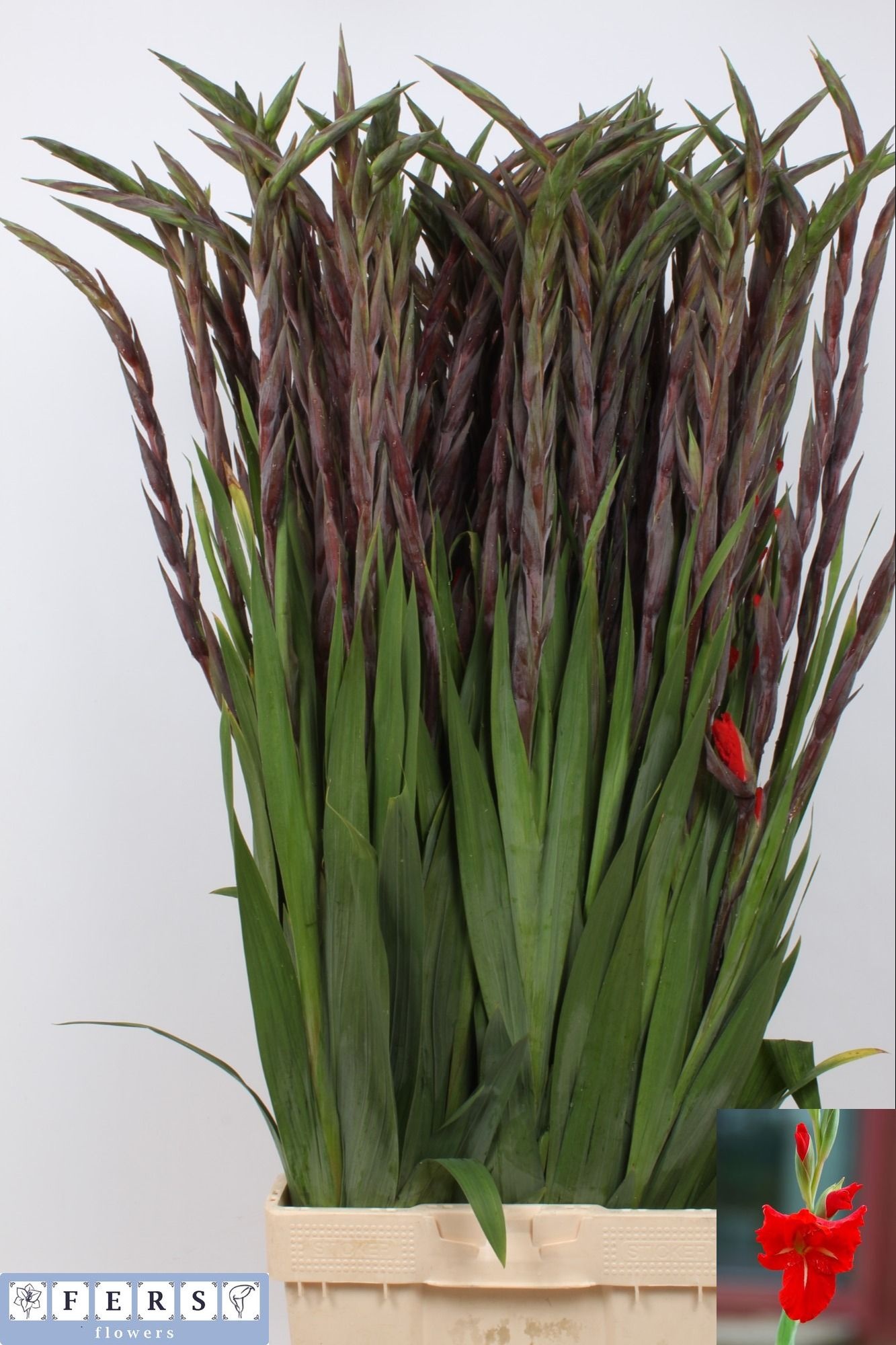 Gladiolus Bunga 110cm 140gram