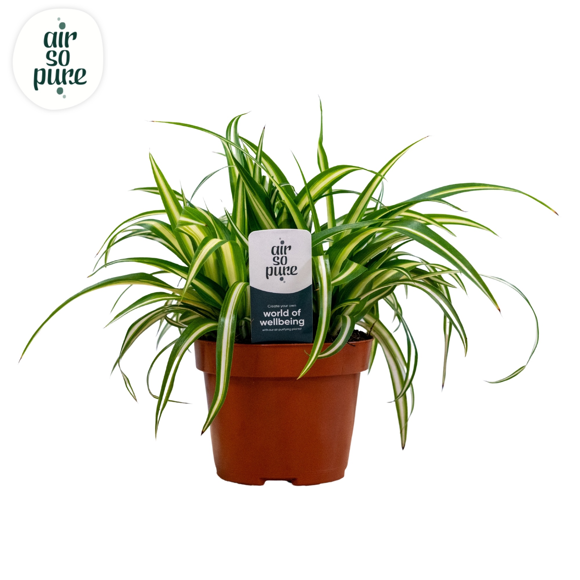 Chlorophytum Com 'Variegatum' Air So Pure®