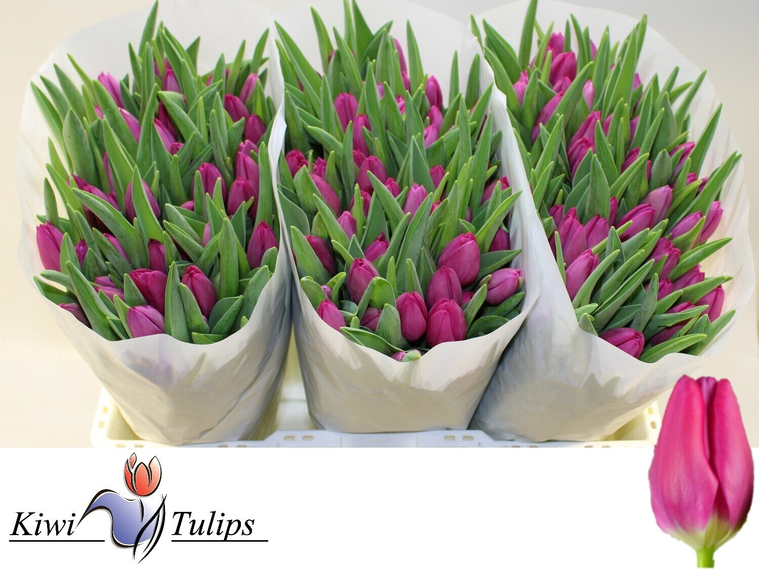 Tulipa Pink Ardour 40cm 32gram