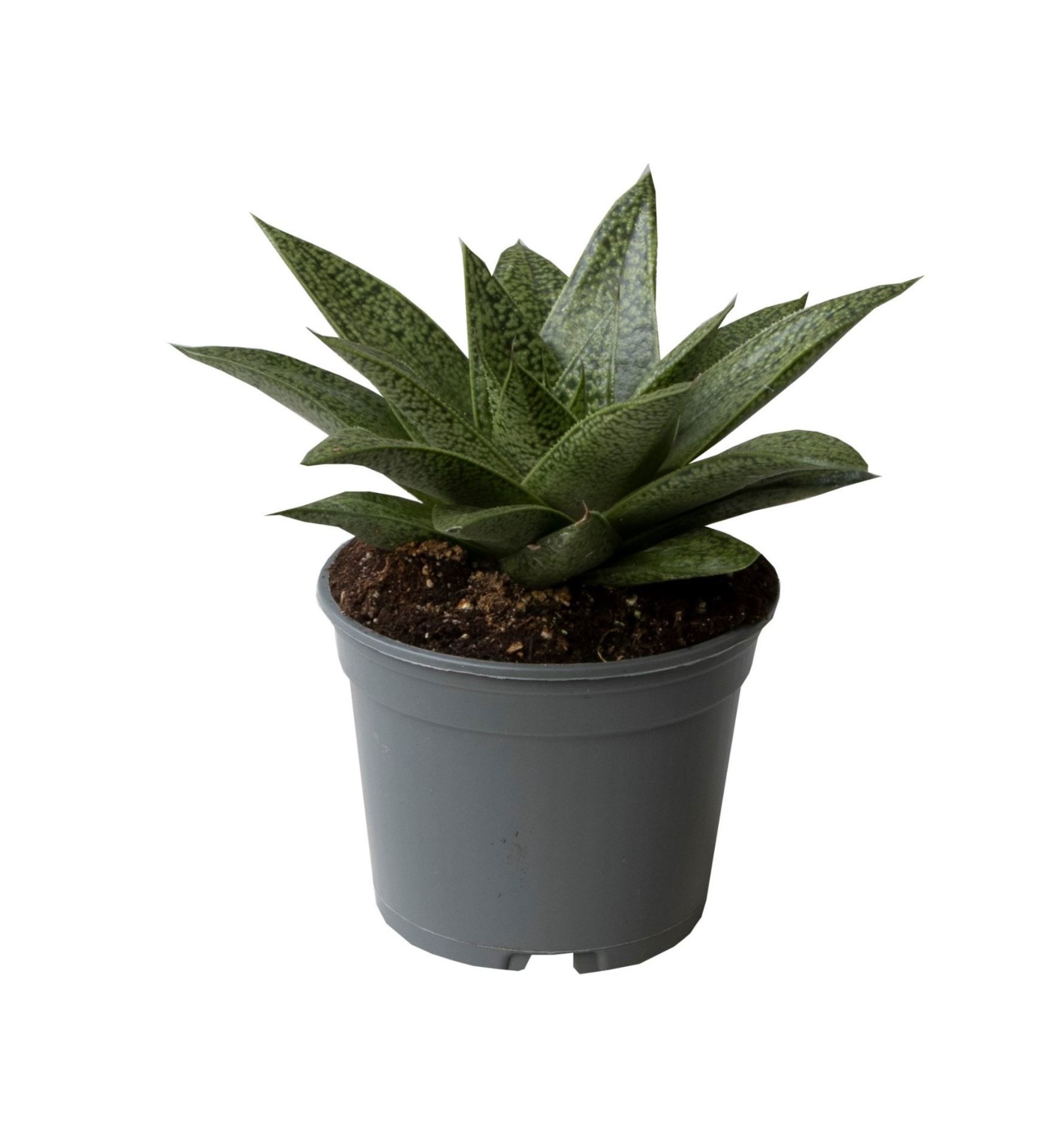Gasteria 'D Tiga'