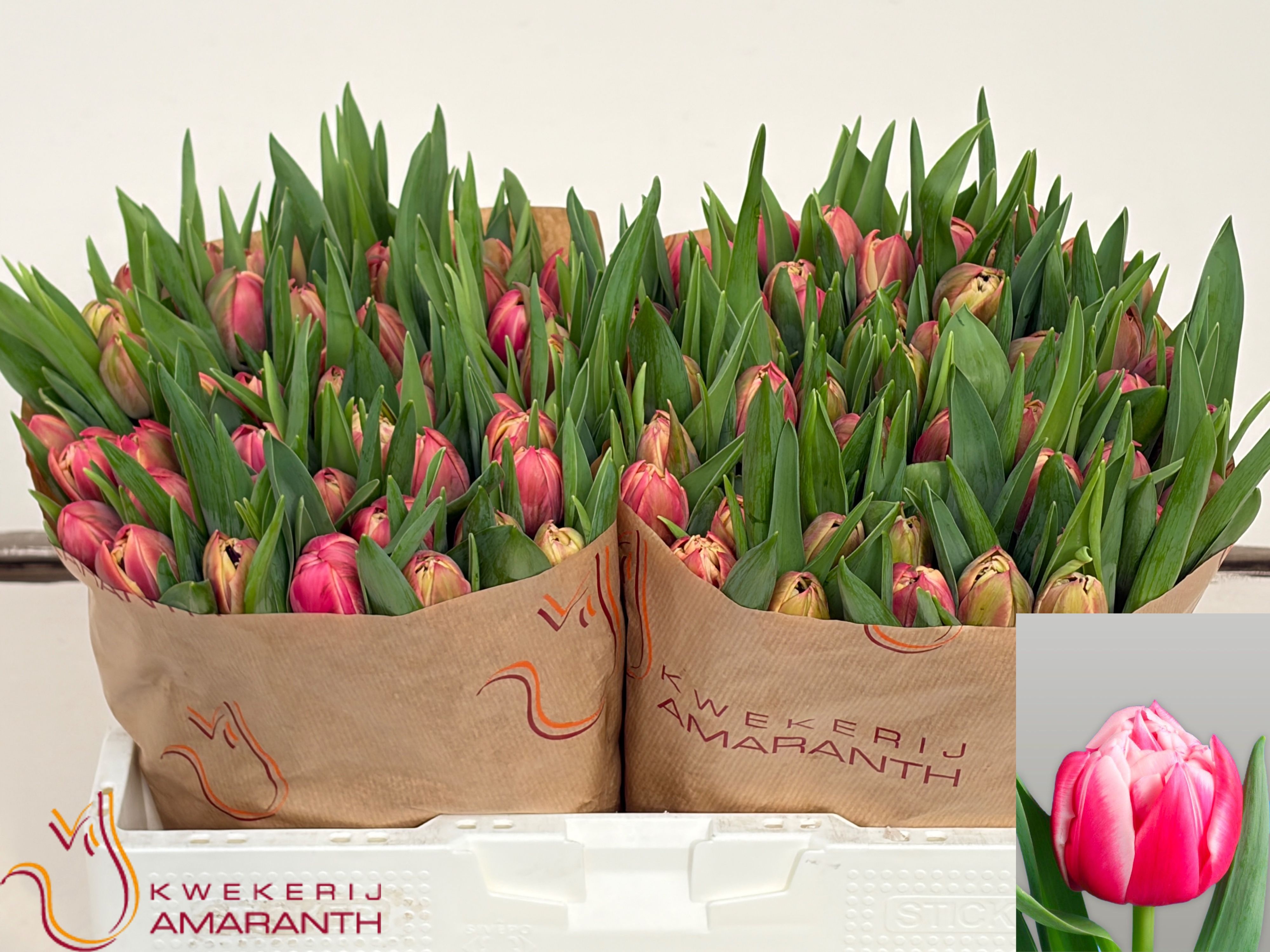 Tulipa Double Columbus 38cm 40gram