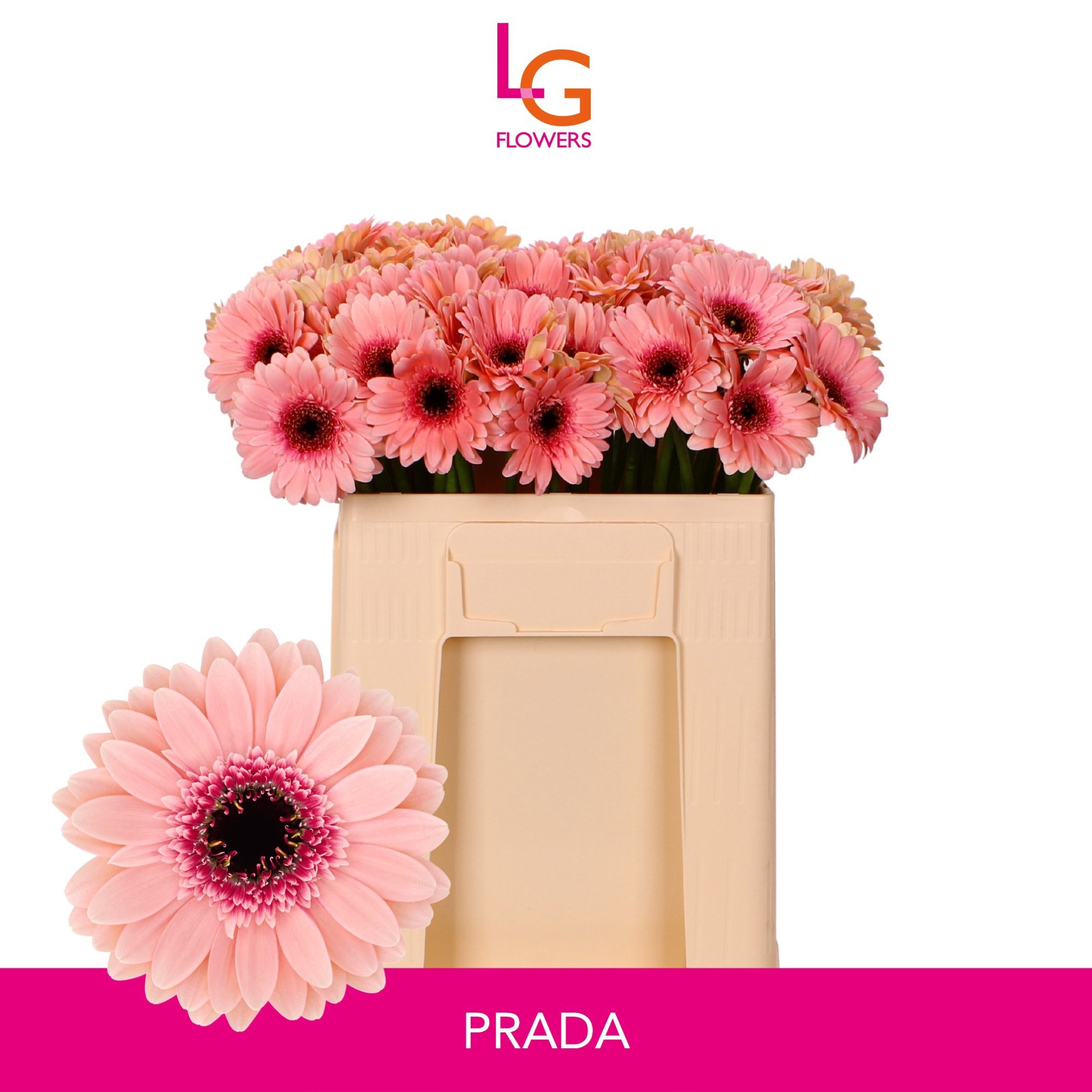 Gerbera Mini Prada
