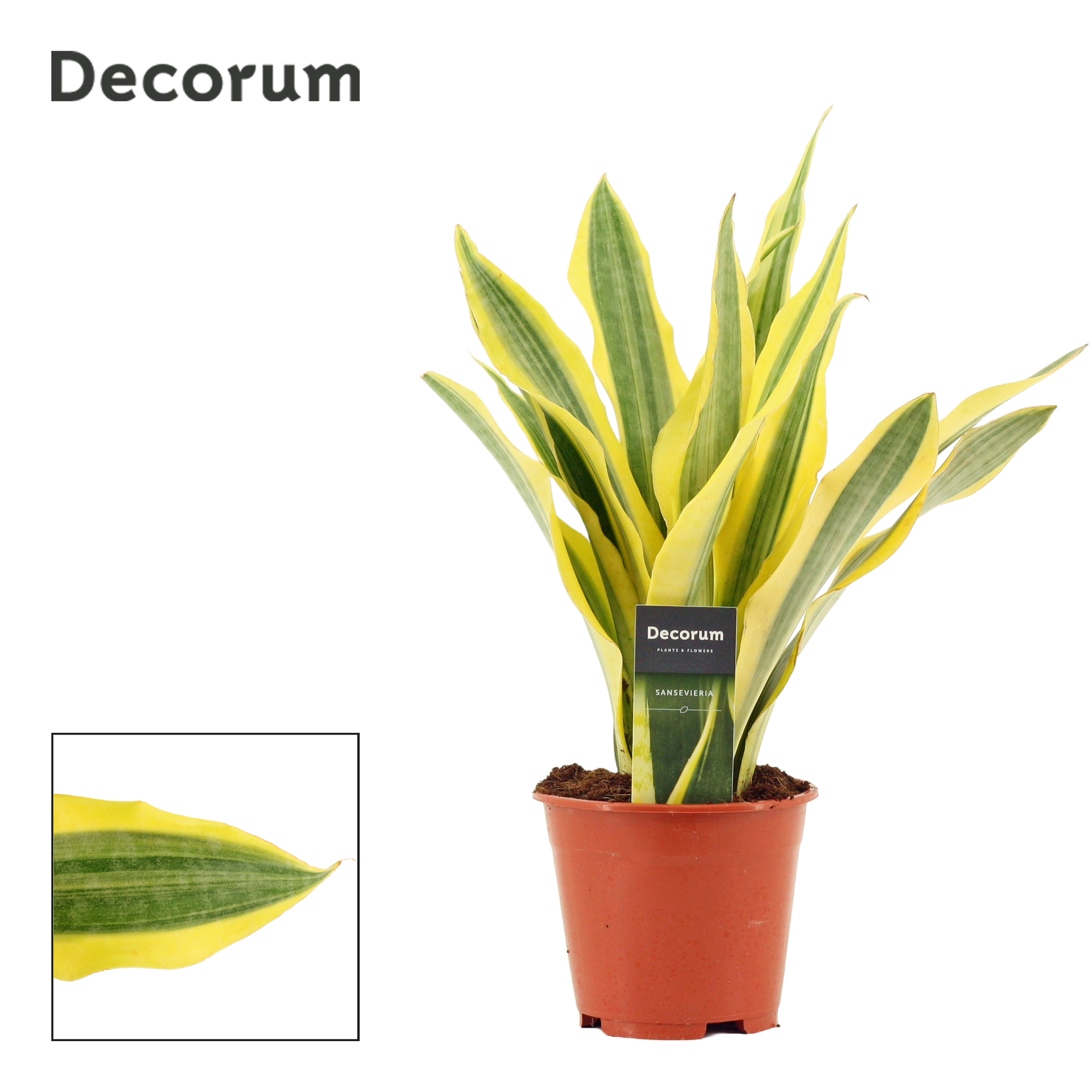 Sansevieria trif. aubrytiana Yellowstone | Sansevieria trifasciata |  Sansevieria trifasciata | Зеленые комнатные растения | Зеленые комнатные  растения | Комнатные растения | Все продукты | OZ Planten