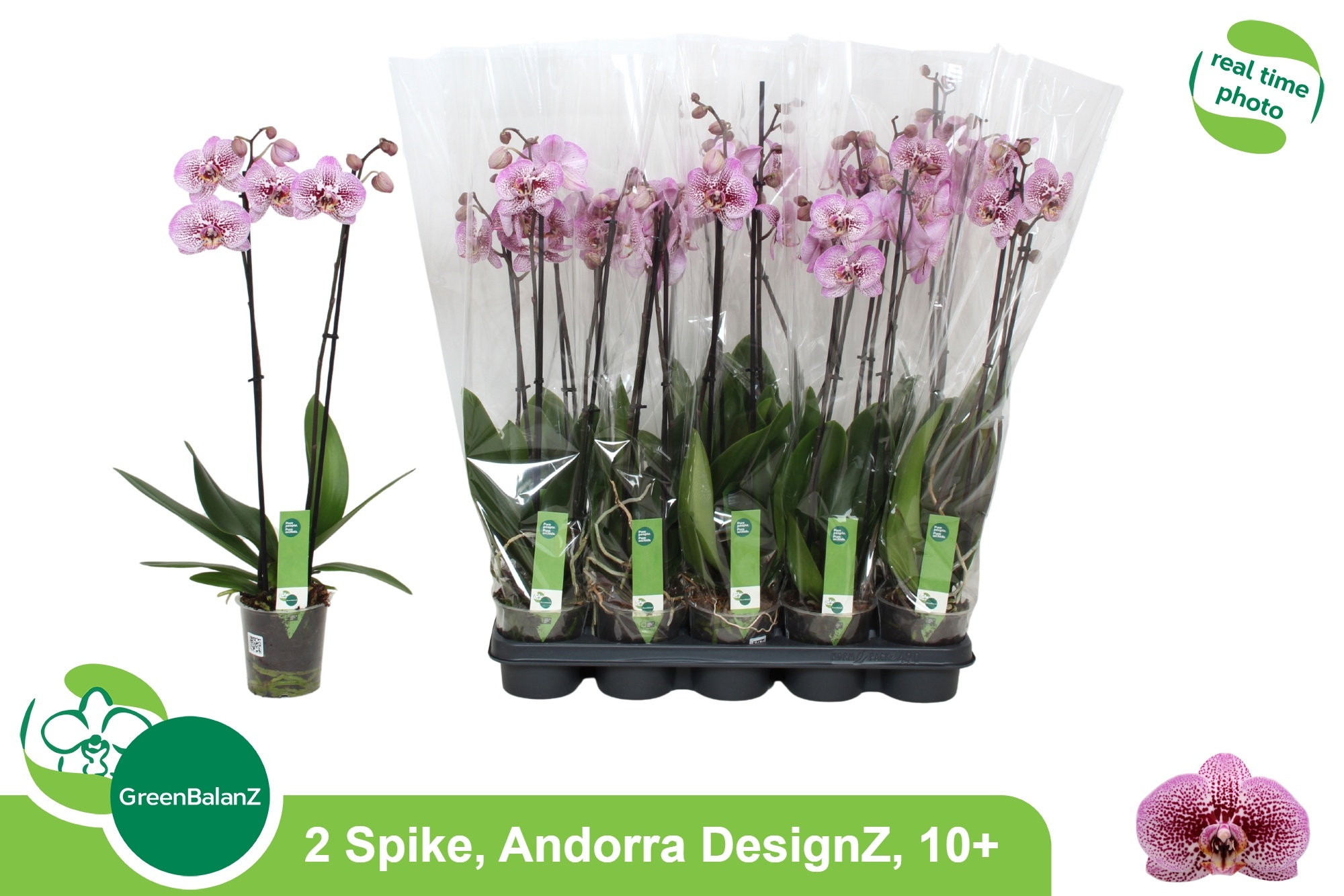 Phal An Andorra 12Ø 65cm