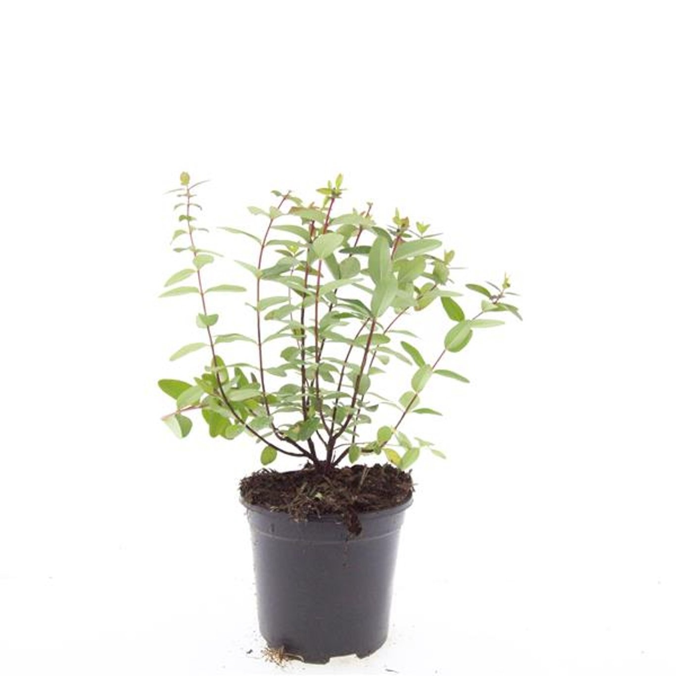 Hypericum dummeri 'Peter Dummer'