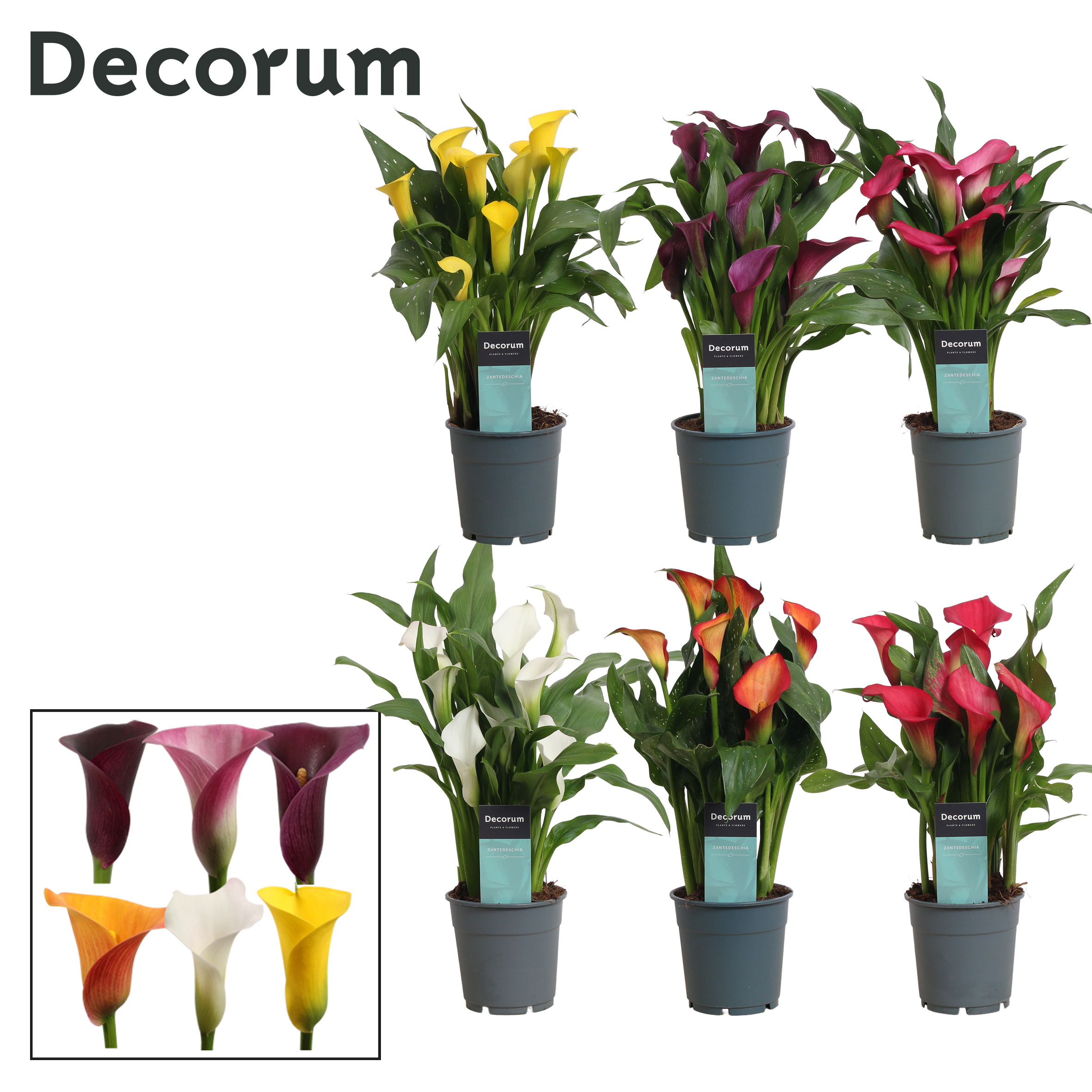 Picture of Zantedeschia varieties (Decorum) P12 35CM