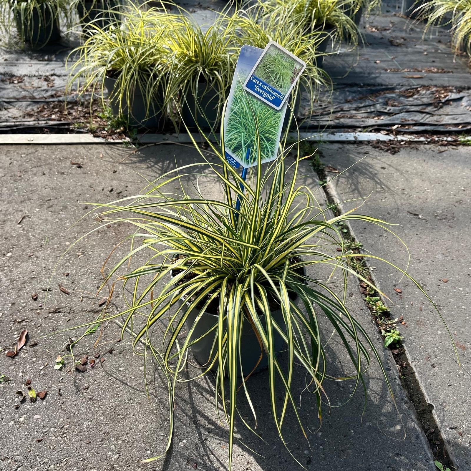 Picture of Carex oshimensis EverColor® 'Evergold’