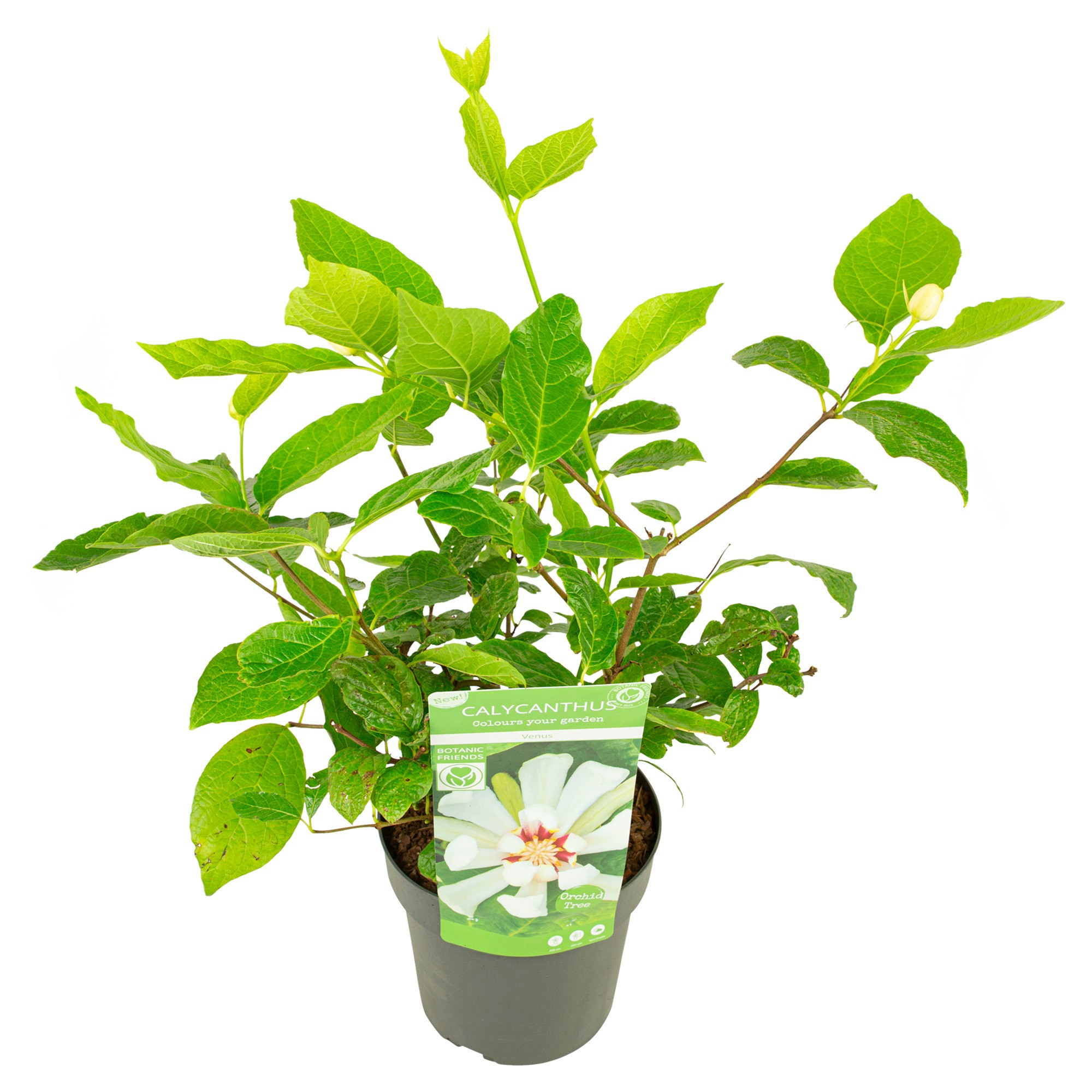 Picture of Sinocalycanthus Venus P19 (3 Ltr)