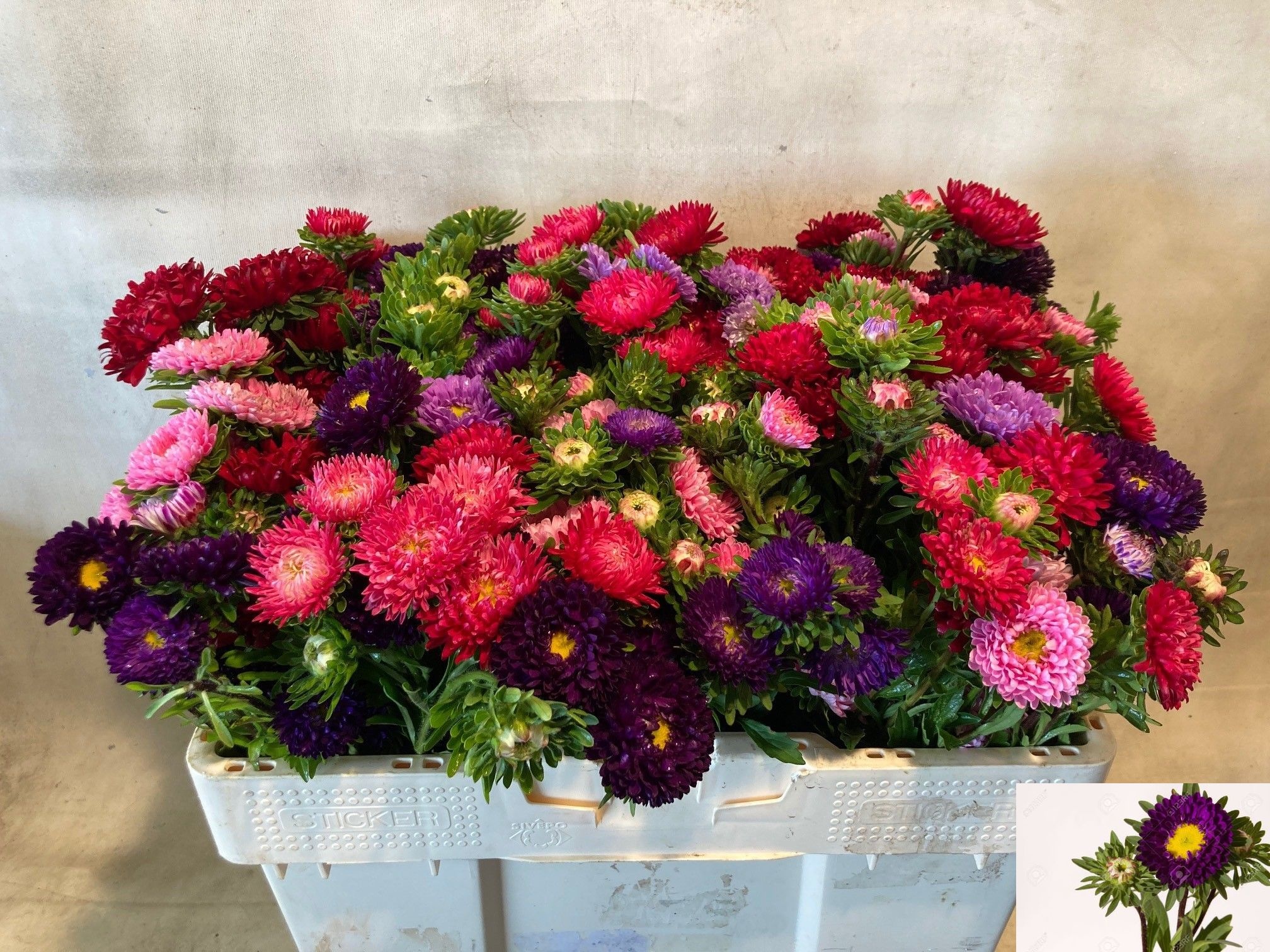 Callistephus Mixed Per Bunch 40cm