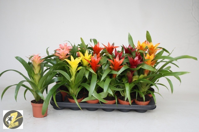 Guzm Gem 5 Srt 9Ø 25cm