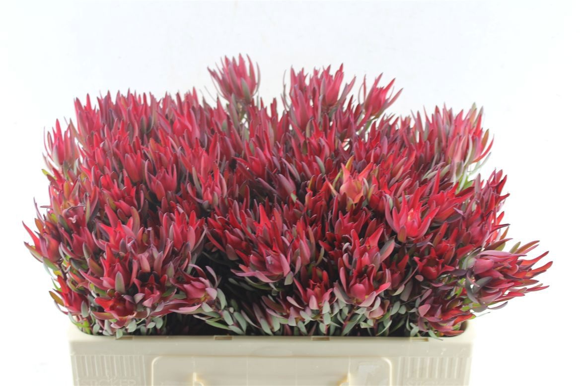 Leucadendron Sal Blush 50cm