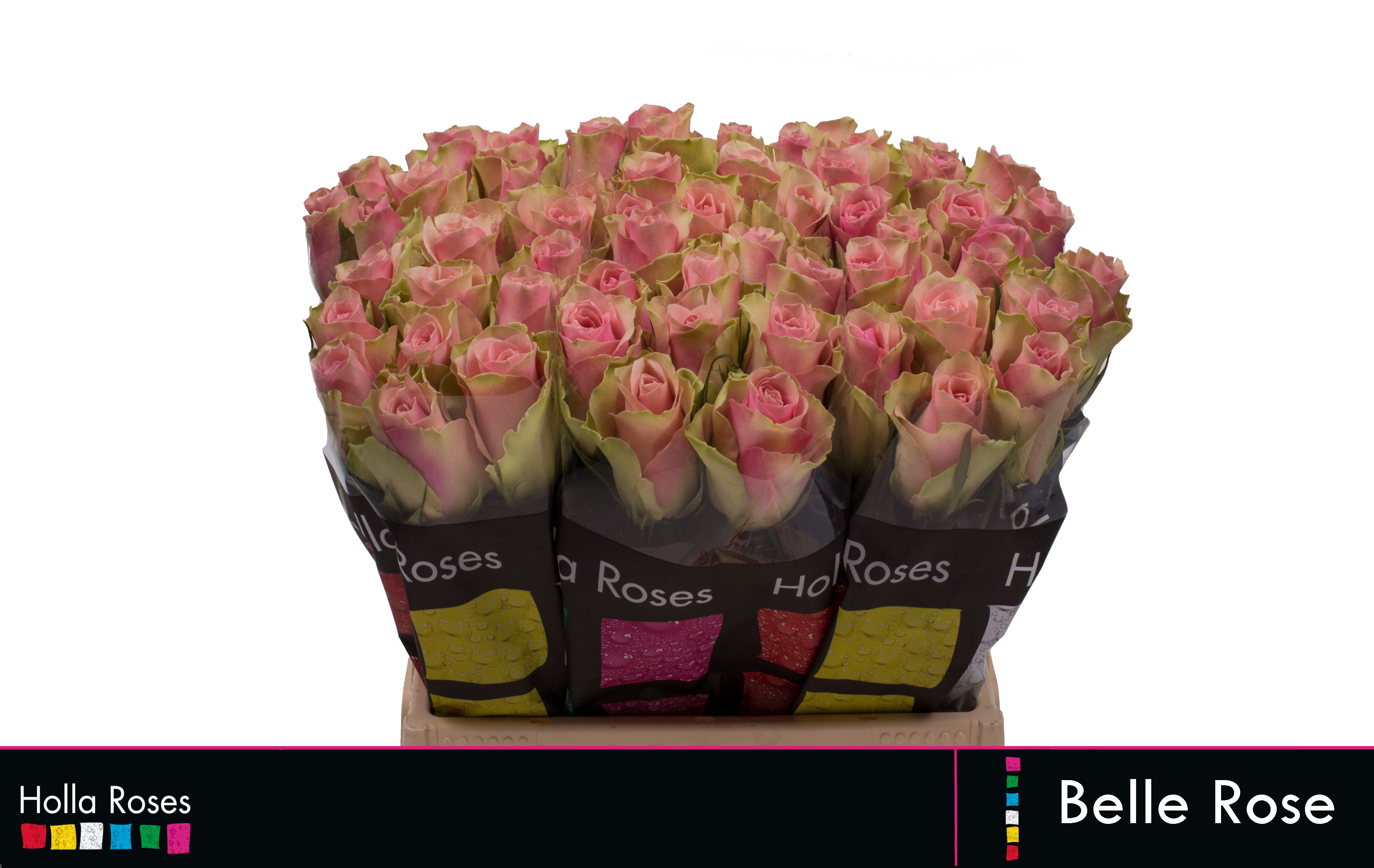 R Gr Belle Rose