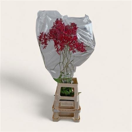 Orchide Nobile 90cm
