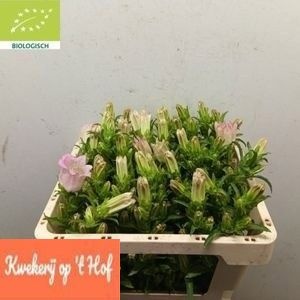 Camp M Champion Rose